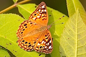 Hackberry Emperor Butterfly